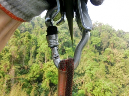 gibbon (60)